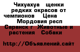 Чихуахуа - щенки редких окрасов от чемпионов. › Цена ­ 20 000 - Мордовия респ., Саранск г. Животные и растения » Собаки   
